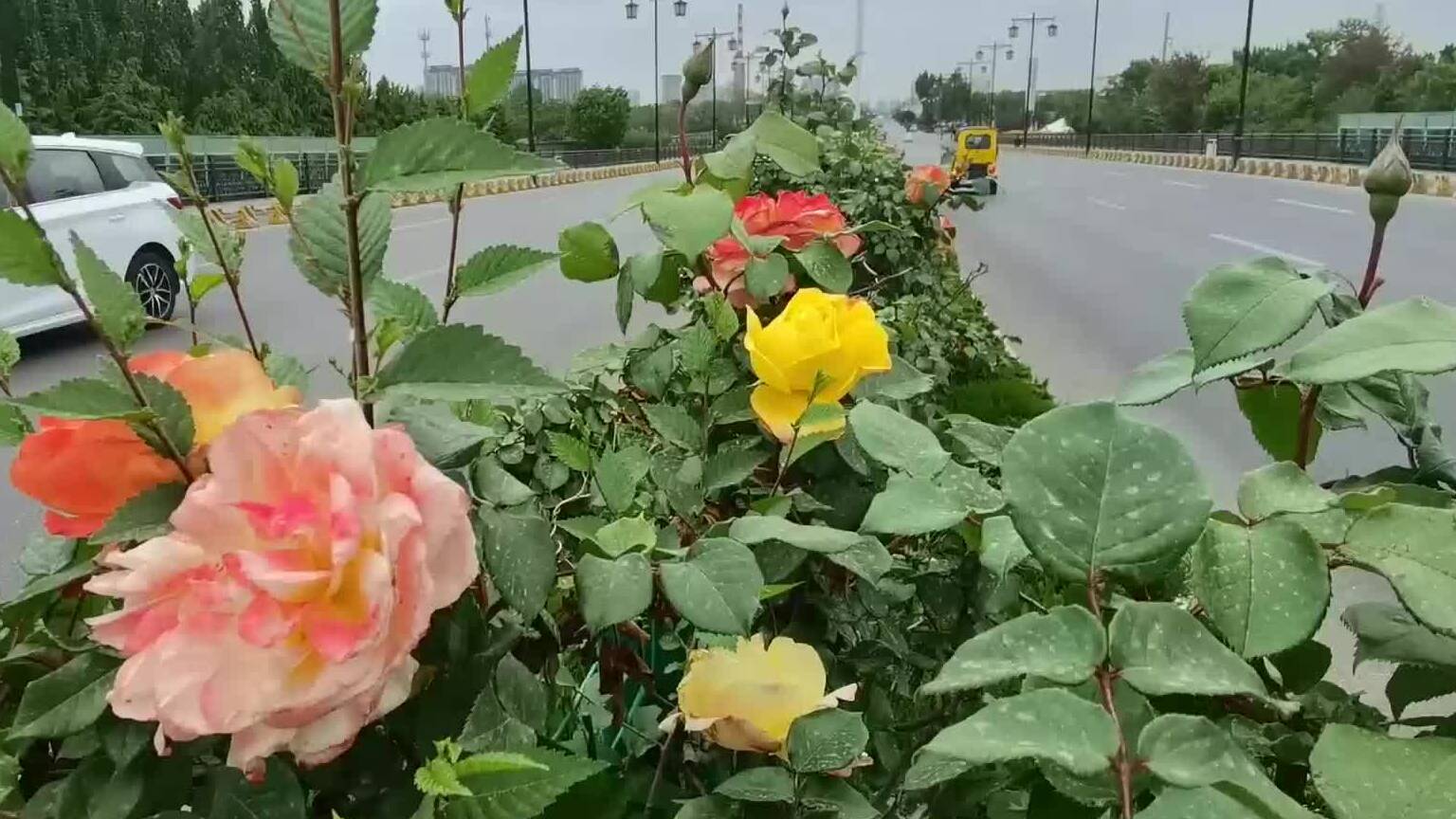 青州市月季花开 扮靓古城